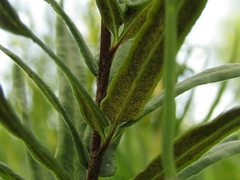 Pityrogramma trifoliata