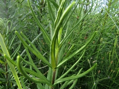 Pityrogramma trifoliata