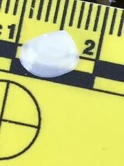 Nuculanoidea