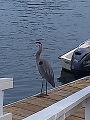 Ardea herodias