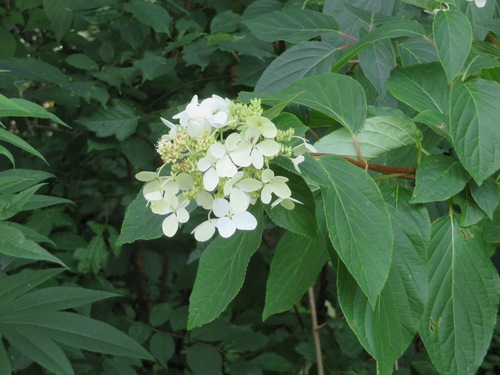 Image of Hydrangea paniculata by (c) Marco Mussita, some rights reserved (CC BY)