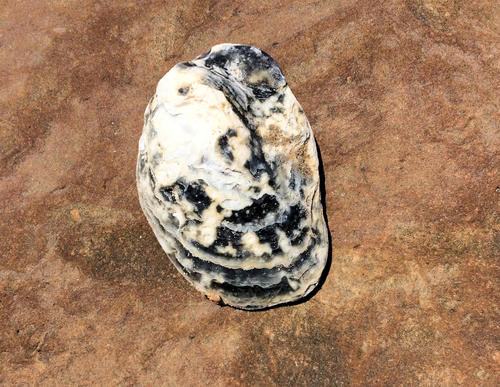 Southern Flat Oyster, photo 6 of 10