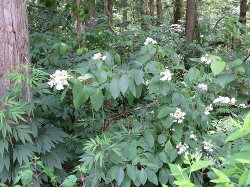 Image of Hydrangea paniculata by (c) Marco Mussita, some rights reserved (CC BY)
