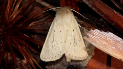 Bathytricha truncata