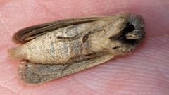 Bathytricha truncata