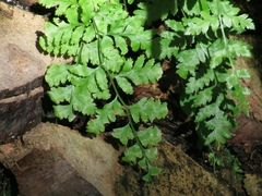 Rumohra adiantiformis