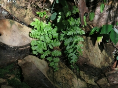 Rumohra adiantiformis