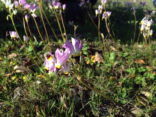 iNaturalist observation photo of Padre's Shooting Star