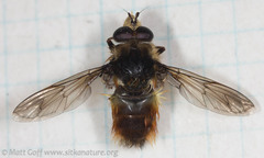 Criorhina bubulcus