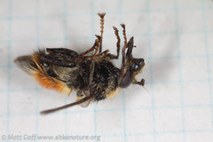 Criorhina bubulcus