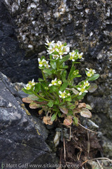 Cochlearia groenlandica