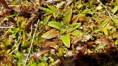 Plantago unibracteata