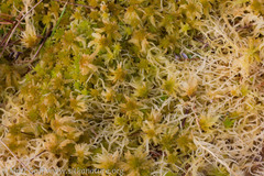 Sphagnum pacificum