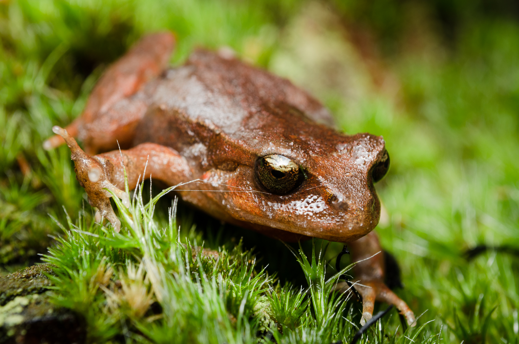 Eupsophus altor Nuñez, Rabanal & Formas, 2012
