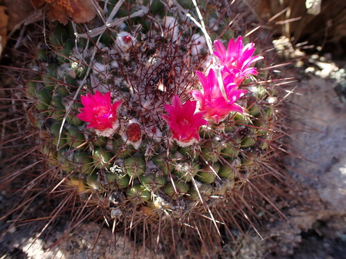 Mammillaria petterssonii