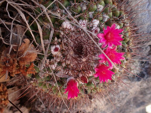 Mammillaria petterssonii
