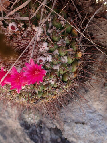 Mammillaria petterssonii