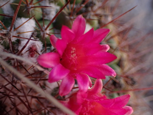 Mammillaria petterssonii