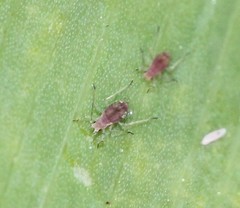 Aphididae