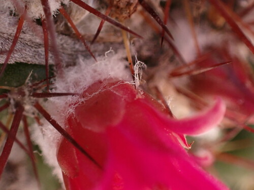 Mammillaria petterssonii