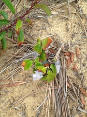 Prunus ilicifolia lyonii