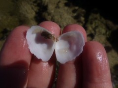 Cumingia californica