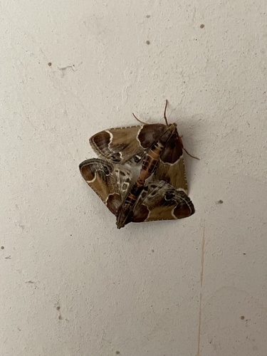 Meal moth