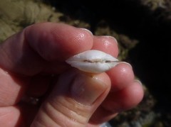 Cumingia californica