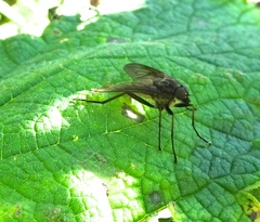 Rhagio