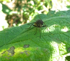 Rhagio