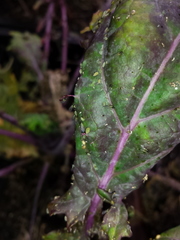 Lipaphis pseudobrassicae