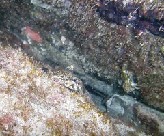 Bovichtus angustifrons