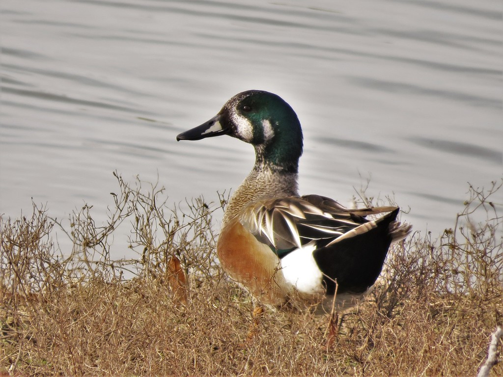 American Wigeon
