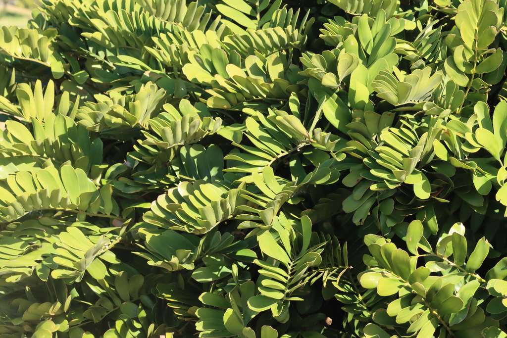 cardboard cycad in June 2023 by Nature_Lover · iNaturalist