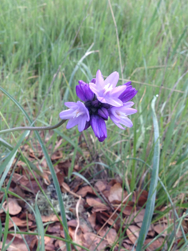 iNaturalist observation photo of blue dicks