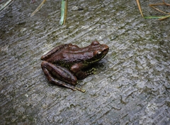 Mouping Sucker Frog photo 3