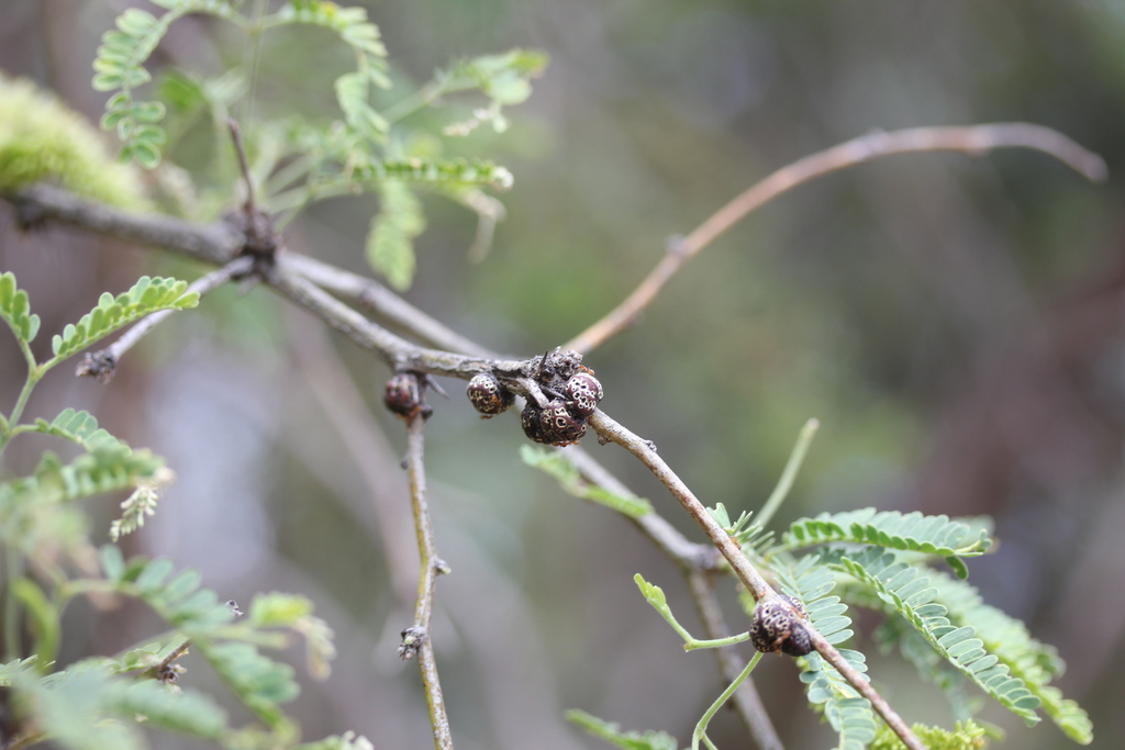 Toumeyella mirabilis