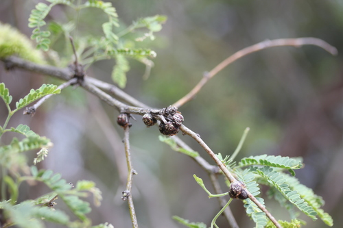 Toumeyella mirabilis