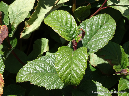 Mexican alder