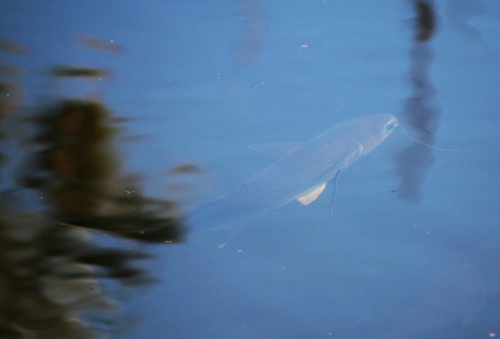Flathead Grey Mullet (Mugil cephalus)