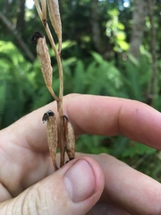 Gastrodia cunninghamii