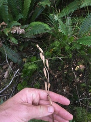 Gastrodia cunninghamii