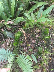 Gastrodia cunninghamii