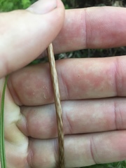 Gastrodia cunninghamii