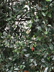 Pentaphylacaceae
