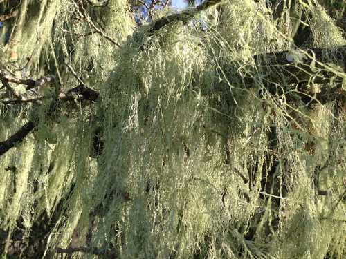 iNaturalist observation photo of lace lichen