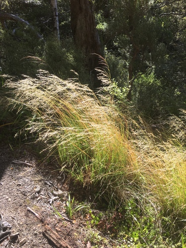 Chionochloa cheesemanii