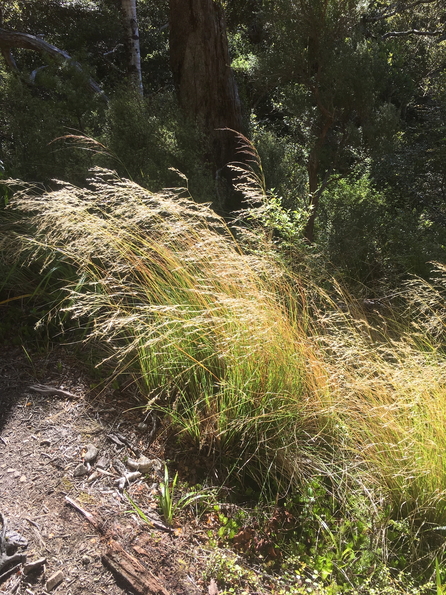 Chionochloa cheesemanii