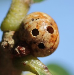 Kermesidae