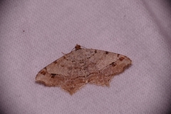 Macaria aequiferaria